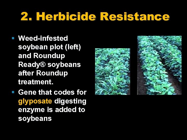 2. Herbicide Resistance § Weed-infested soybean plot (left) and Roundup Ready® soybeans after Roundup