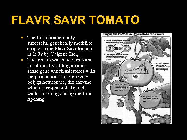 FLAVR SAVR TOMATO The first commercially successful genetically modified crop was the Flavr Savr