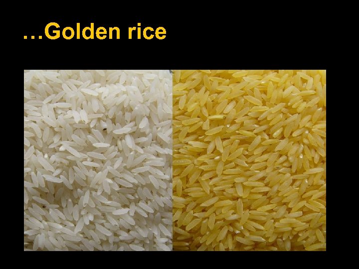 …Golden rice 