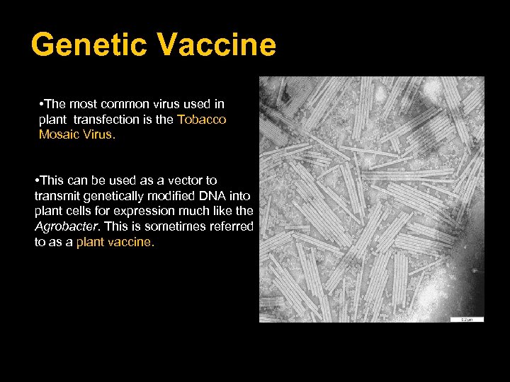 Genetic Vaccine • The most common virus used in plant transfection is the Tobacco