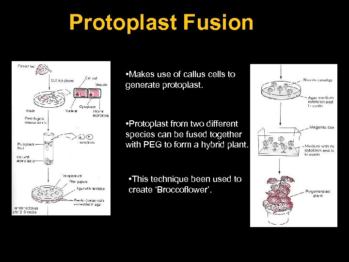 Protoplast Fusion • Makes use of callus cells to generate protoplast. • Protoplast from