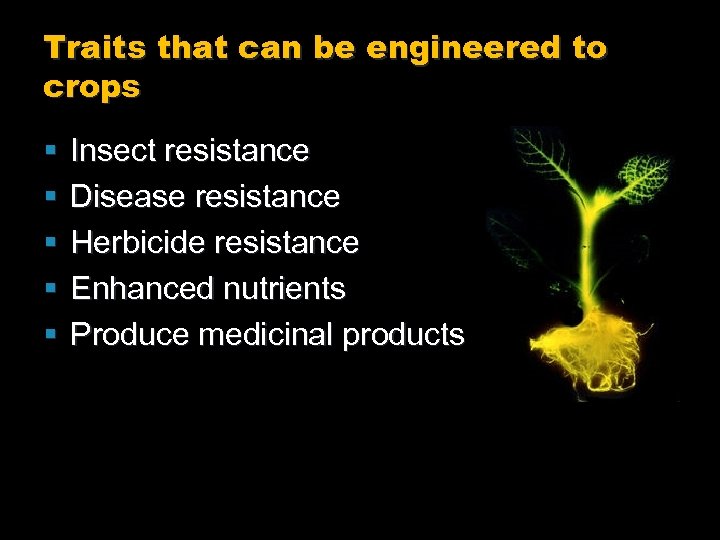 Traits that can be engineered to crops § § § Insect resistance Disease resistance