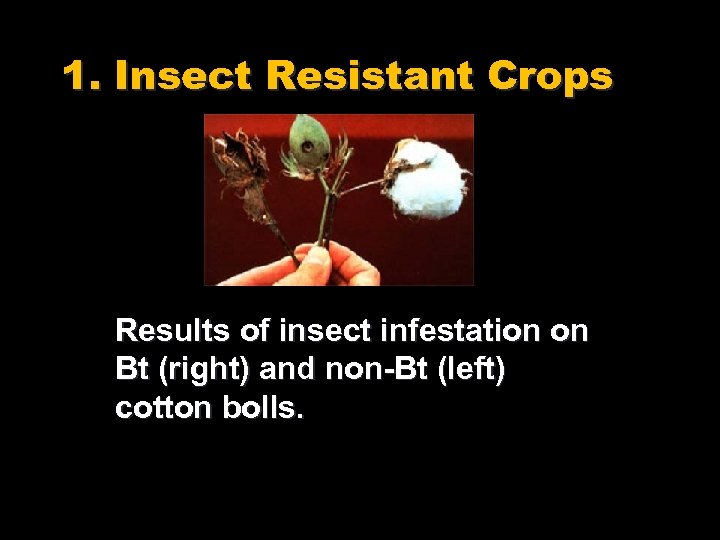 1. Insect Resistant Crops Results of insect infestation on Bt (right) and non-Bt (left)