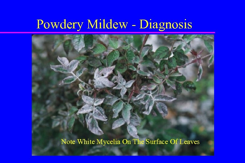 Powdery Mildew - Diagnosis Note White Mycelia On The Surface Of Leaves 