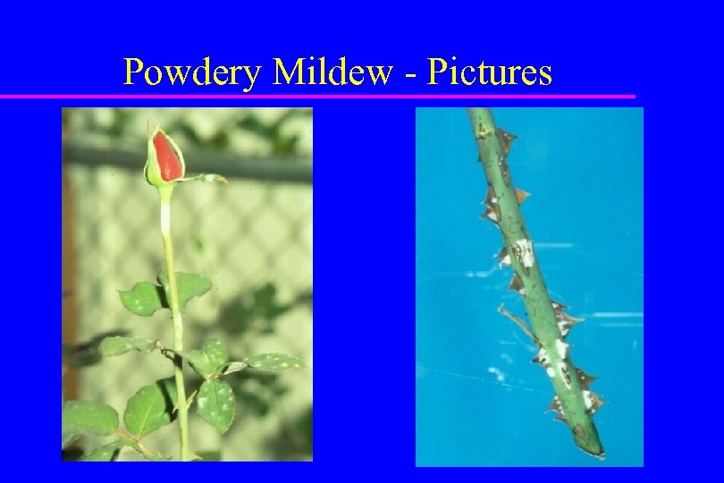 Powdery Mildew - Pictures 