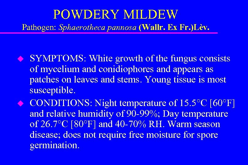 POWDERY MILDEW Pathogen: Sphaerotheca pannosa (Wallr. Ex Fr. )Lèv. u u SYMPTOMS: White growth