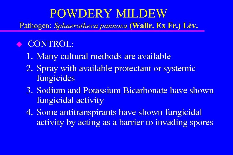 POWDERY MILDEW Pathogen: Sphaerotheca pannosa (Wallr. Ex Fr. ) Lèv. u CONTROL: 1. Many