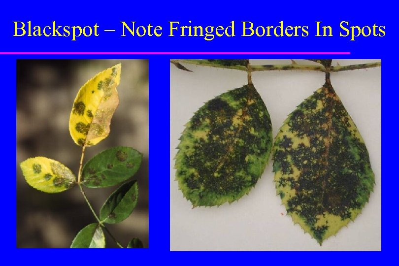 Blackspot – Note Fringed Borders In Spots 