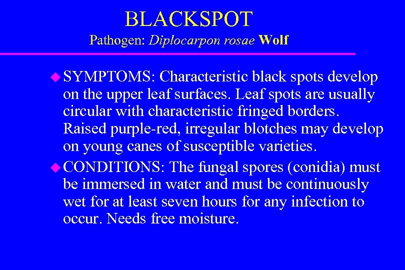 BLACKSPOT Pathogen: Diplocarpon rosae Wolf u SYMPTOMS: Characteristic black spots develop on the upper