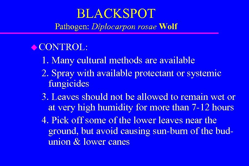 BLACKSPOT Pathogen: Diplocarpon rosae Wolf u CONTROL: 1. Many cultural methods are available 2.