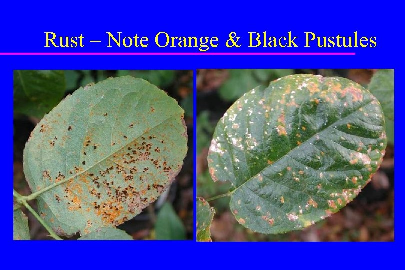 Rust – Note Orange & Black Pustules 