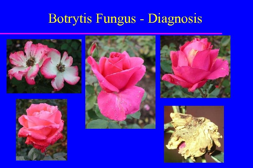 Botrytis Fungus - Diagnosis 