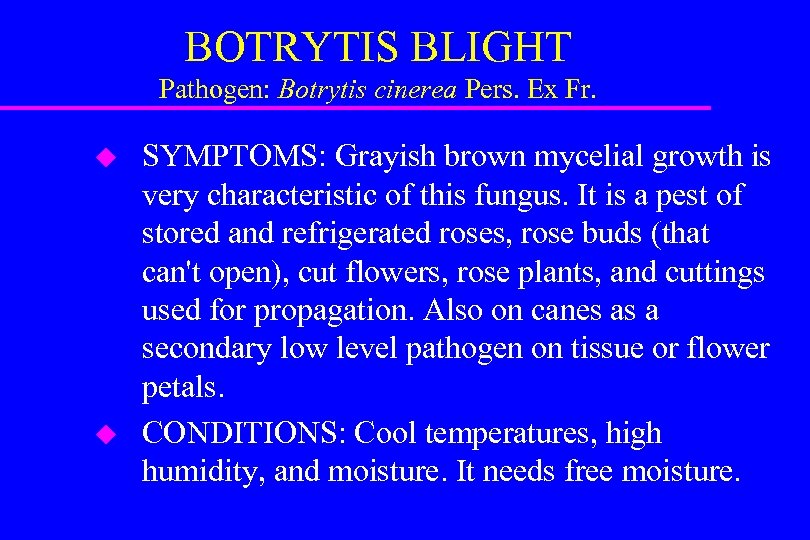 BOTRYTIS BLIGHT Pathogen: Botrytis cinerea Pers. Ex Fr. u u SYMPTOMS: Grayish brown mycelial