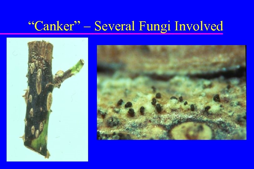 “Canker” – Several Fungi Involved 