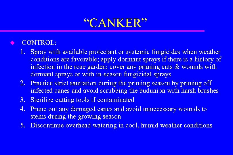 “CANKER” u CONTROL: 1. Spray with available protectant or systemic fungicides when weather conditions