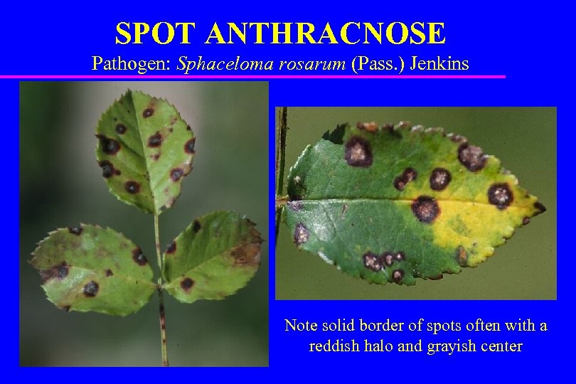 SPOT ANTHRACNOSE Pathogen: Sphaceloma rosarum (Pass. ) Jenkins Note solid border of spots often