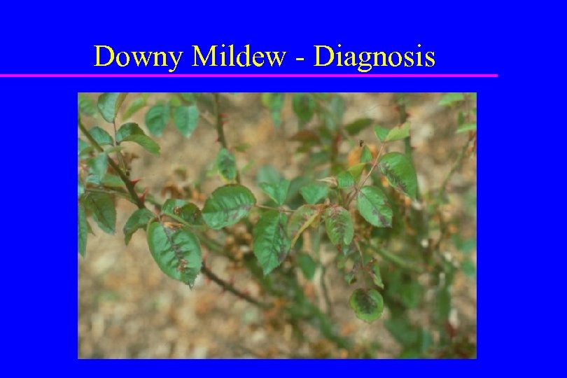 Downy Mildew - Diagnosis 