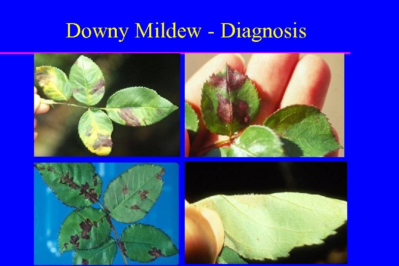 Downy Mildew - Diagnosis 