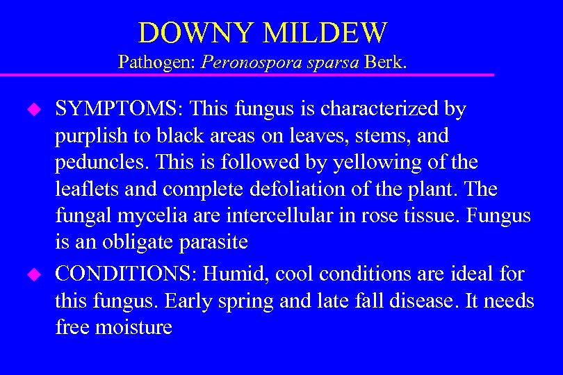 DOWNY MILDEW Pathogen: Peronospora sparsa Berk. u u SYMPTOMS: This fungus is characterized by