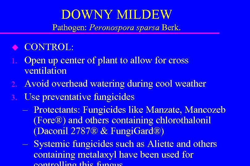 DOWNY MILDEW Pathogen: Peronospora sparsa Berk. u 1. 2. 3. CONTROL: Open up center