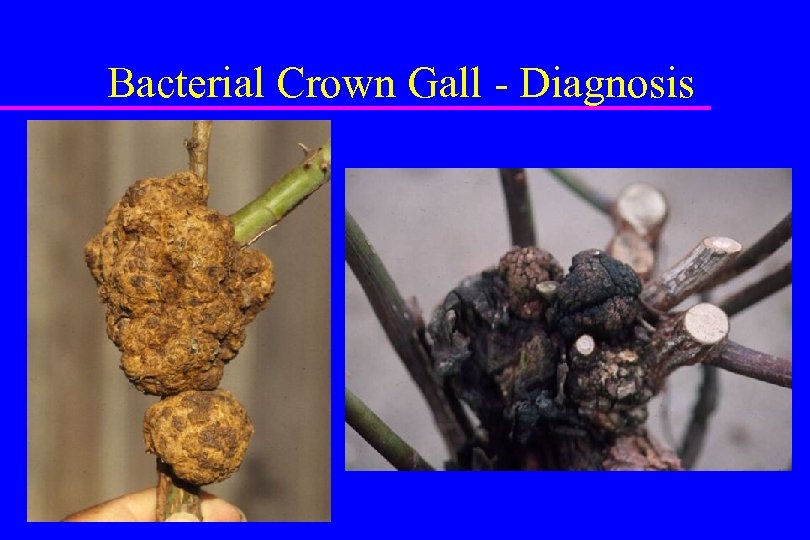 Bacterial Crown Gall - Diagnosis 