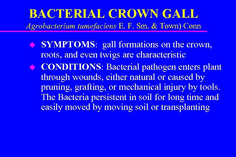 BACTERIAL CROWN GALL Agrobacterium tumefaciens E. F. Sm. & Town) Conn u u SYMPTOMS: