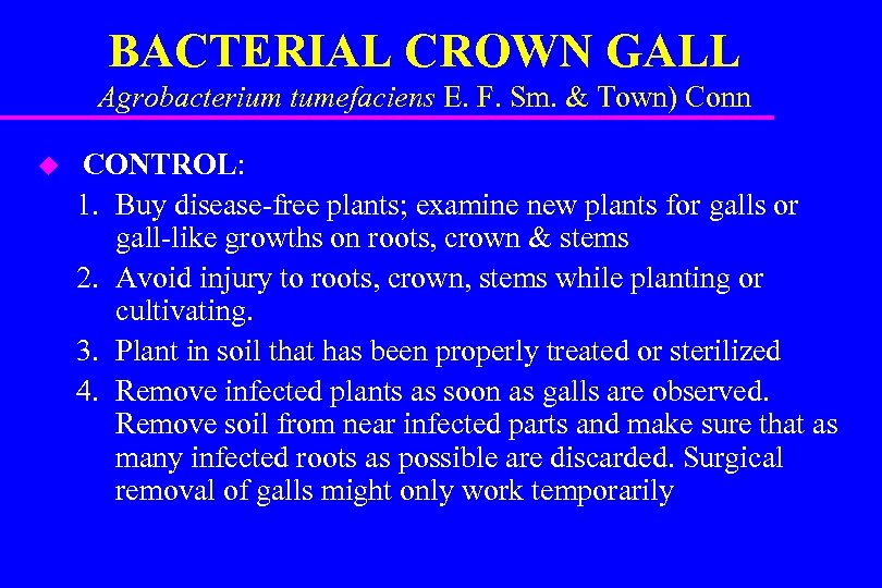 BACTERIAL CROWN GALL Agrobacterium tumefaciens E. F. Sm. & Town) Conn u CONTROL: 1.