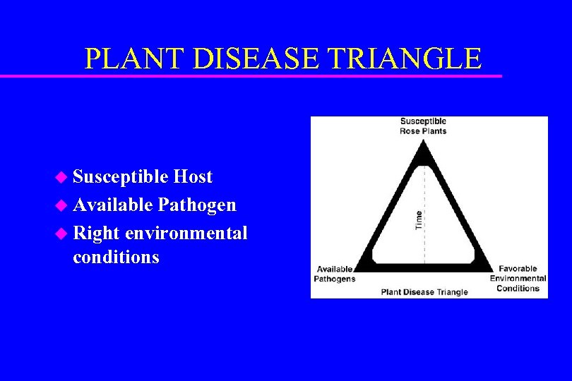 PLANT DISEASE TRIANGLE u Susceptible Host u Available Pathogen u Right environmental conditions 