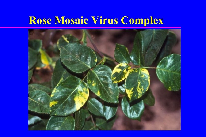 Rose Mosaic Virus Complex 