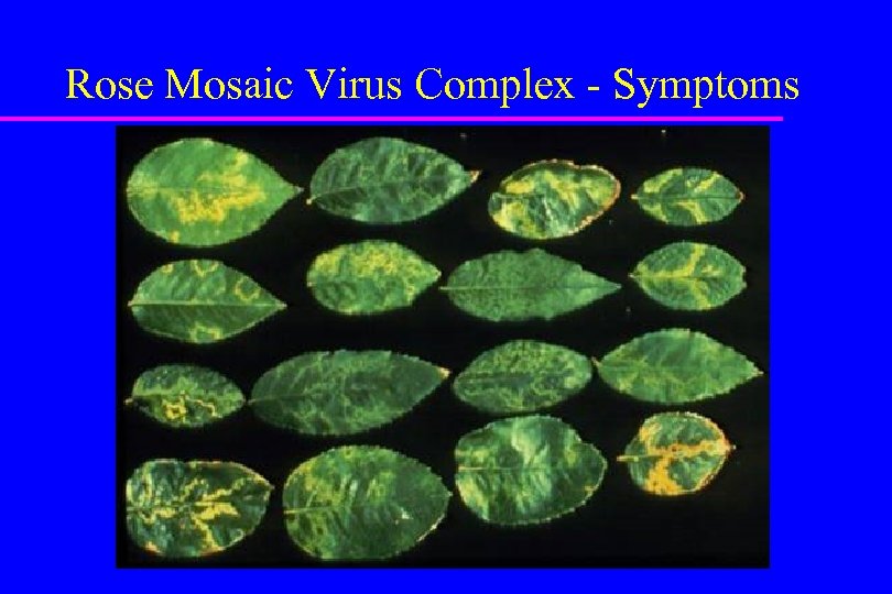 Rose Mosaic Virus Complex - Symptoms 