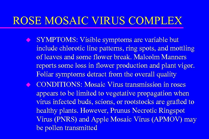 ROSE MOSAIC VIRUS COMPLEX u u SYMPTOMS: Visible symptoms are variable but include chlorotic