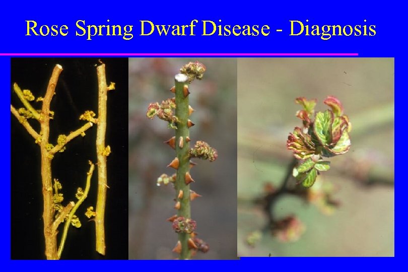 Rose Spring Dwarf Disease - Diagnosis 