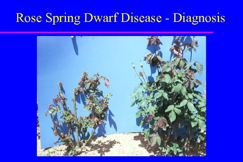 Rose Spring Dwarf Disease - Diagnosis 