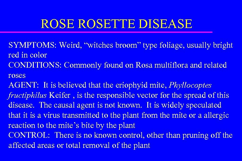 ROSETTE DISEASE SYMPTOMS: Weird, “witches broom” type foliage, usually bright red in color CONDITIONS: