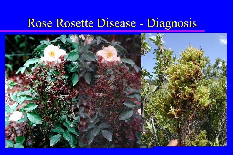 Rosette Disease - Diagnosis 