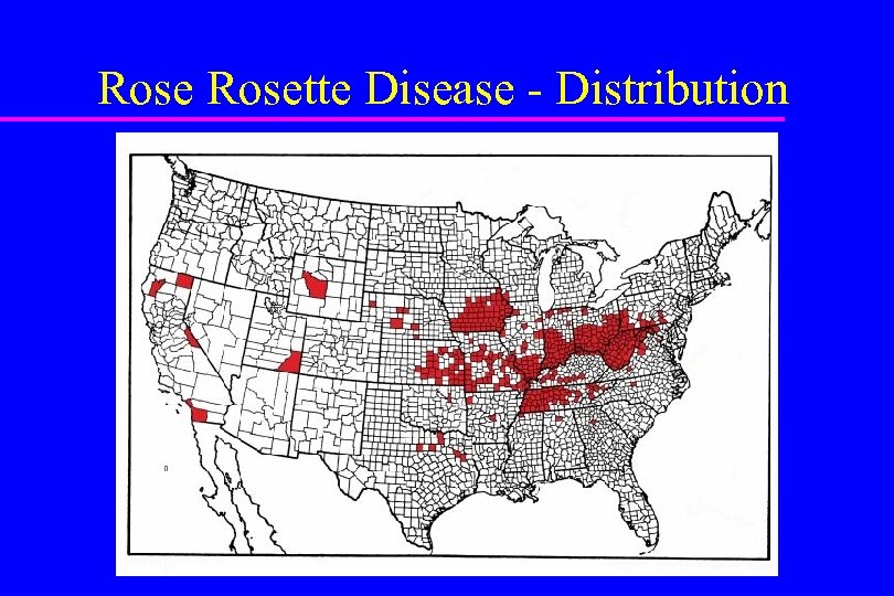 Rosette Disease - Distribution 