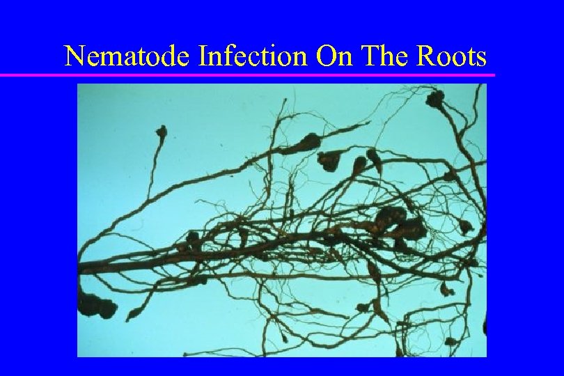 Nematode Infection On The Roots 