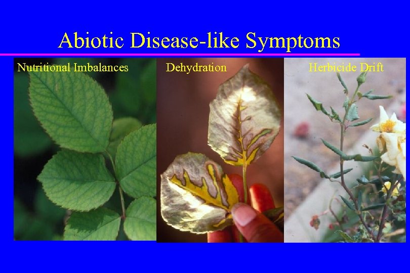 Abiotic Disease-like Symptoms Nutritional Imbalances Dehydration Herbicide Drift 