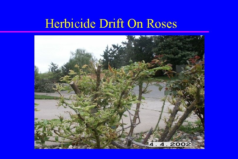 Herbicide Drift On Roses 