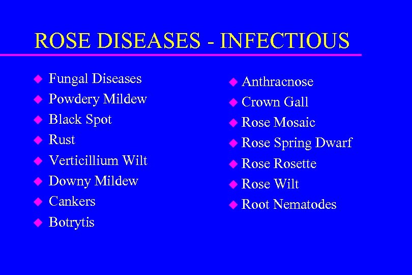 ROSE DISEASES - INFECTIOUS u u u u Fungal Diseases Powdery Mildew Black Spot