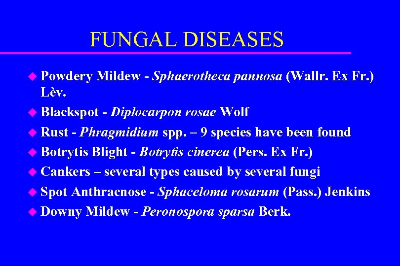 FUNGAL DISEASES u Powdery Mildew - Sphaerotheca pannosa (Wallr. Ex Fr. ) Lèv. u