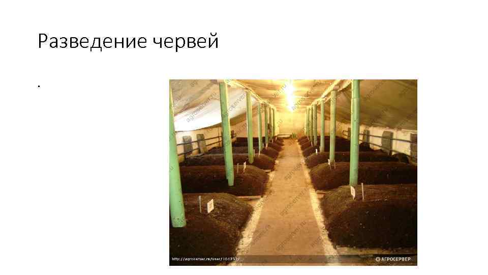 Разведение червей. 