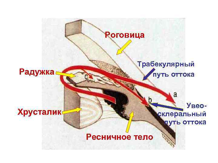 Отток внутриглазной жидкости. Увеосклеральный путь оттока внутриглазной жидкости. Схема оттока внутриглазной жидкости. Увеосклеральный путь оттока. Задний – Увеосклеральный путь оттока внутриглазной жидкости:.