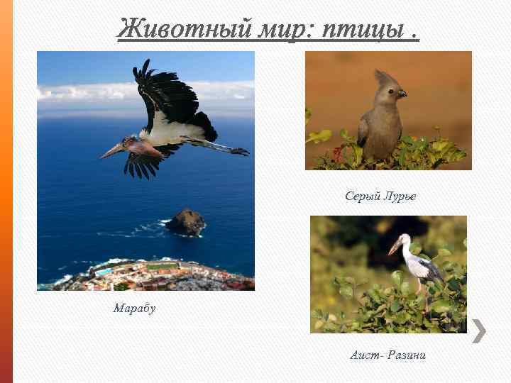 Животный мир: птицы. Серый Лурье Марабу Аист- Разини 