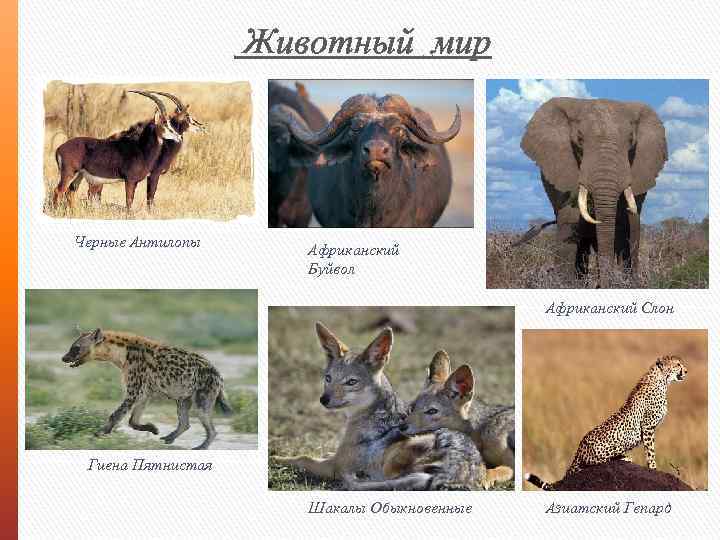 Животный мир Черные Антилопы Африканский Буйвол Африканский Слон Гиена Пятнистая Шакалы Обыкновенные Азиатский Гепард