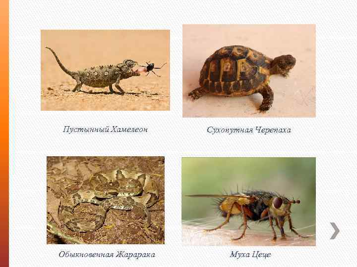 Пустынный Хамелеон Сухопутная Черепаха Обыкновенная Жарарака Муха Цеце 