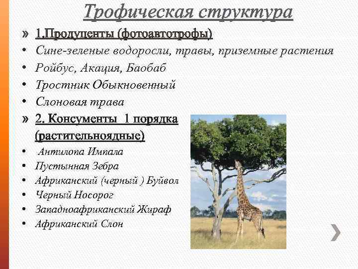 Трофическая структура » • • » 1. Продуценты (фотоавтотрофы) Сине-зеленые водоросли, травы, приземные растения