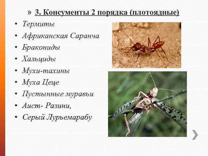 Консументом ii порядка. Саранча консумент. Саранча консумент 1 порядка. Среднеазиатская Саранча консумент. Консументы 2 порядка.