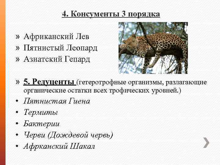 4. Консументы 3 порядка » Африканский Лев » Пятнистый Леопард » Азиатский Гепард »