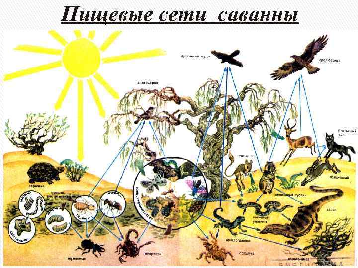 Пищевые сети саванны 